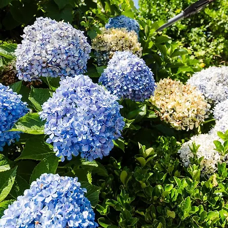 Вилла Rossella *